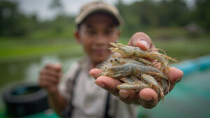 biaya-pakan-per-telur-bebek-petelur-hitung-unik