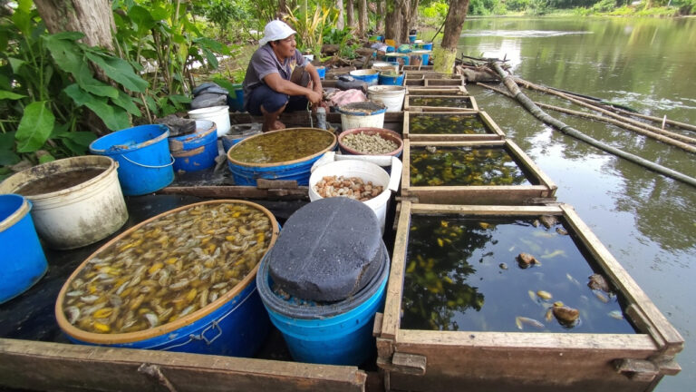 Budidaya Udang di Ember untuk Pemula: Mulai dari Nol Tanpa Modal Besar