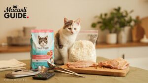 Cara Menghemat Pakan Kucing Tanpa Menurunkan Gizi