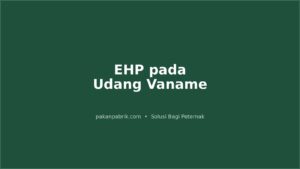 EHP pada Udang Vaname: Pencegahan dan Pengendalian di Tambak Intensif