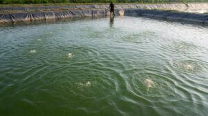 Ikan Lele Mengambang dan Megap di Permukaan: Penyebab dan Cara Menyelamatkannya