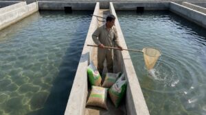 Ikan Lele Sangkuriang vs Lele Dumbo: Pertumbuhan, FCR, dan Ketahanan