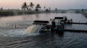 Kebutuhan Oksigen Udang Vaname Pagi Hari: Angka Aman, Jadwal Aerasi, dan Tanda Stres