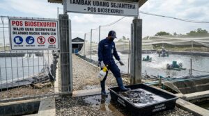 Biosecurity Tambak Udang Vaname: Langkah Lengkap Cegah Wabah