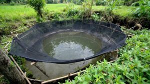 Pengendalian Hama Burung dan Biawak di Kolam Lele