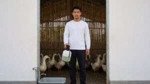 Pengendalian Flu Burung dan Coryza pada Bebek Petelur: Gejala, Vaksin, Biosecurity