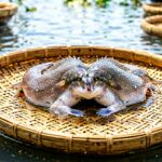 sortir udang vaname