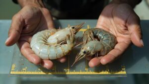 udang-vaname-vs-udang-windu-pertumbuhan-dan-investasi