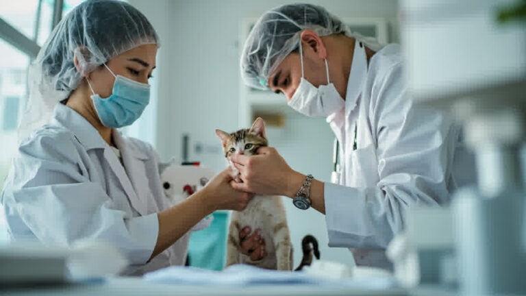 Jadwal vaksin kucing Indonesia