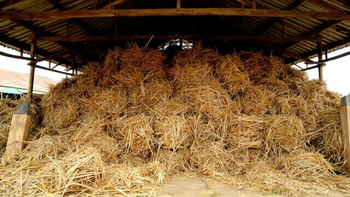 Daun jerami untuk pakan ternak