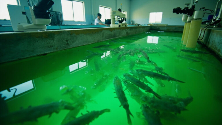 Hatchery Udang Vaname: Tahapan Larva dari Zoea hingga PL