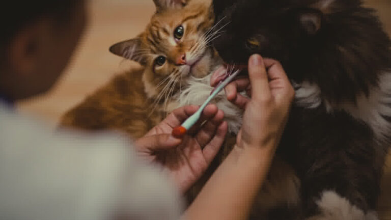 Cara membersihkan gigi kucing di rumah