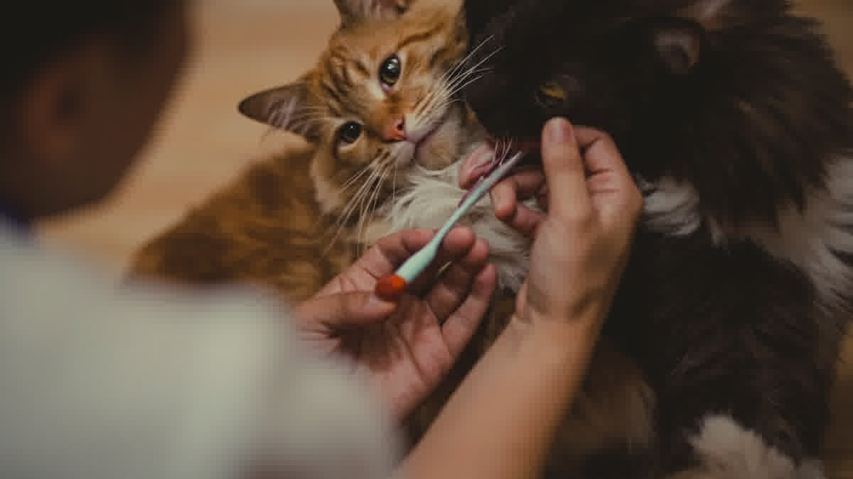 Cara membersihkan gigi kucing di rumah