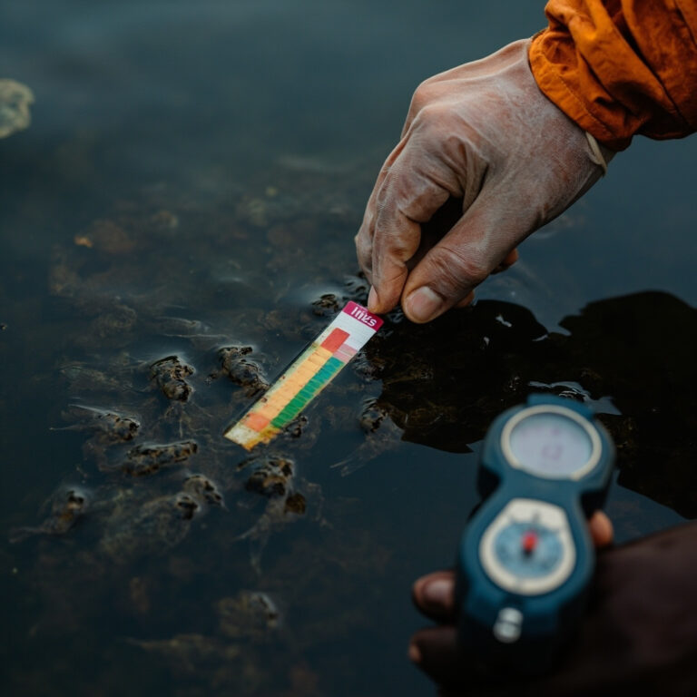 Hydrogen Sulfide Tambak Udang Vaname: Deteksi Dini dan Penanganan