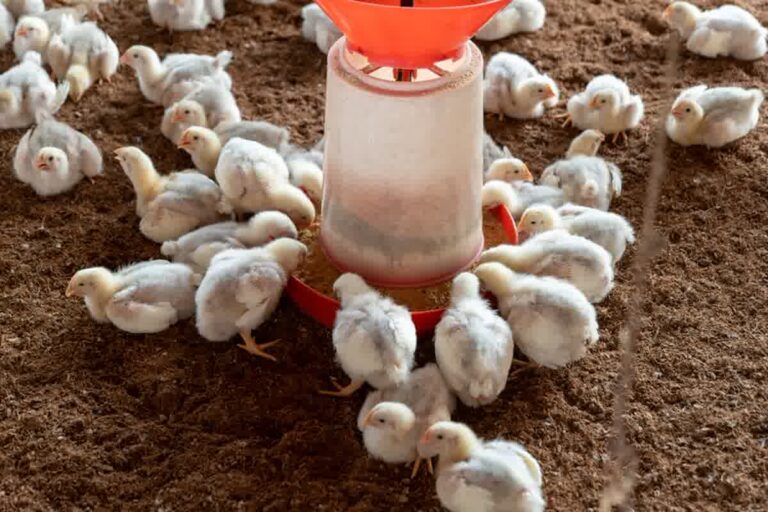 Pakan Ayam Petelur Fase Starter dan Nutrisi Tepat