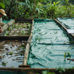 Kolam Beton vs Kolam Terpal untuk Ikan Nila