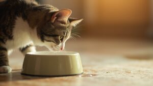 kucing-dehidrasi-tanda-penanganan