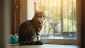 Kucing Indoor vs Outdoor: Risiko Kesehatan Lengkap