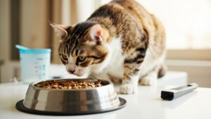 Kucing Pemuda 2 Tahun Porsi Pakan Finisher
