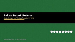 Pakan Bebek Petelur: Kadar Protein per Tingkat Produksi 50-90%