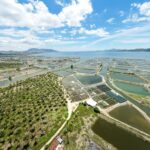 Parameter Ideal Air Tambak Udang Vaname: Panduan Teknis Lengkap