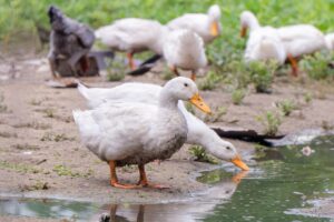 Penyakit Bebek Petelur dan Pengendalian: 7 Masalah Utama Peternak Wajib Kenal