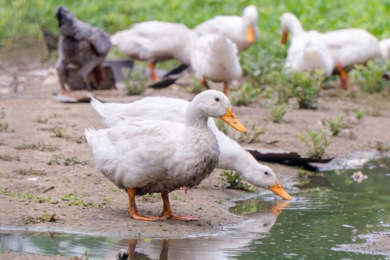 Penyakit Bebek Petelur dan Pengendalian: 7 Masalah Utama Peternak Wajib Kenal