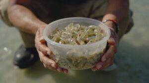 Penyakit Ikan Nila Umum pada Peternak dan Pencegahannya