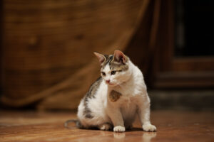 Penyebab Diare pada Kucing: Dari Makanan sampai Parasit