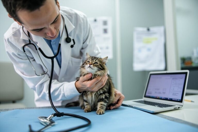 Biaya Medical Checkup Kucing Tahunan: Apa Saja yang Diperiksa