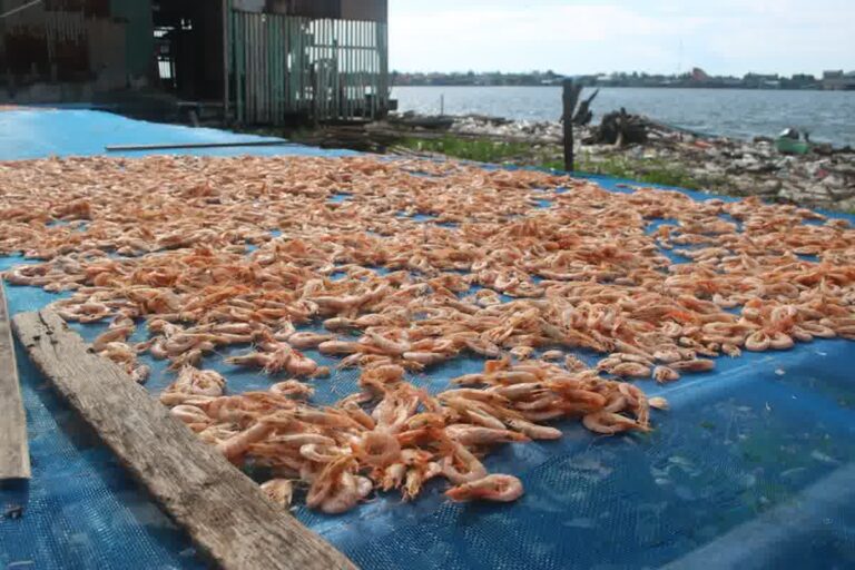 Export udang Indonesia peluang pasar standar