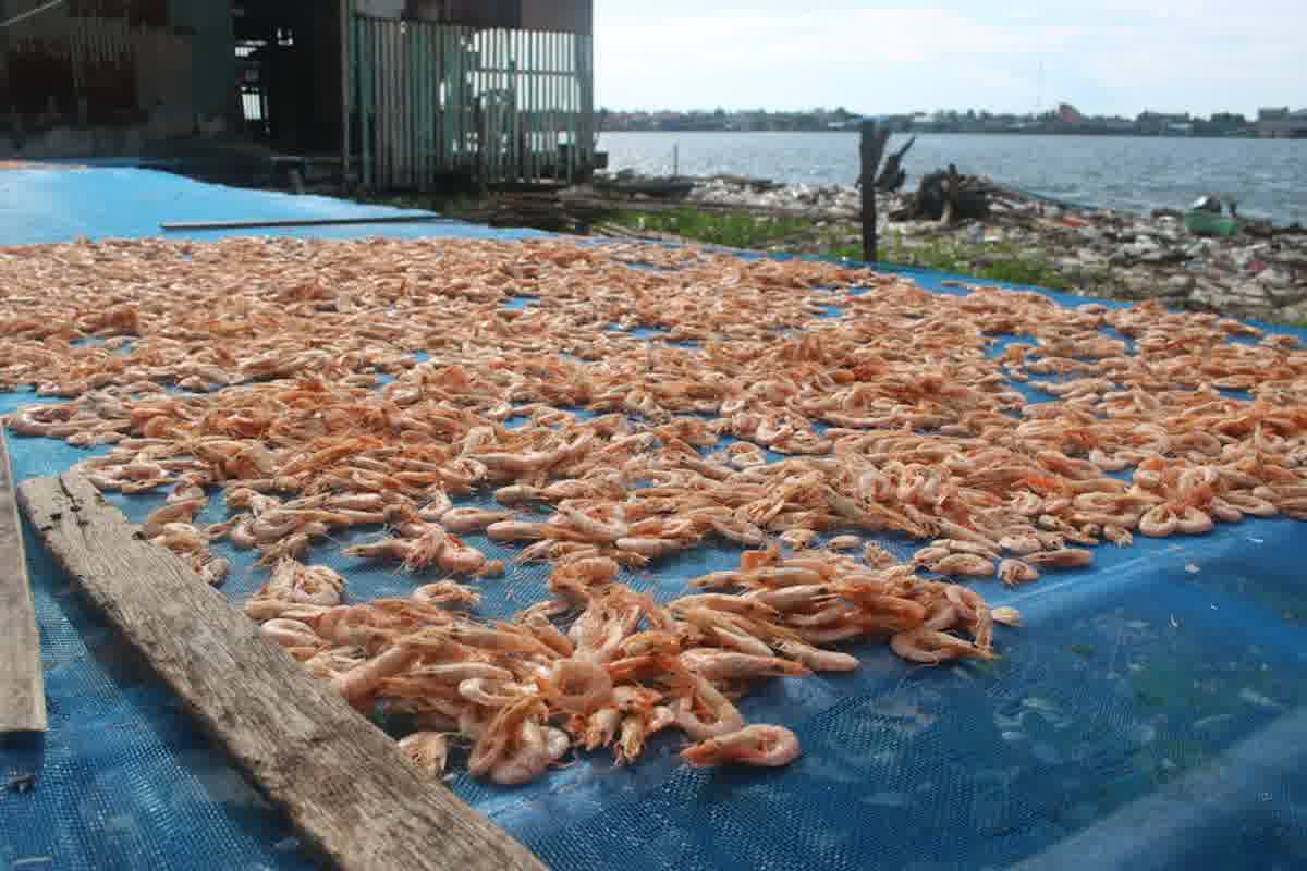 Export udang Indonesia peluang pasar standar