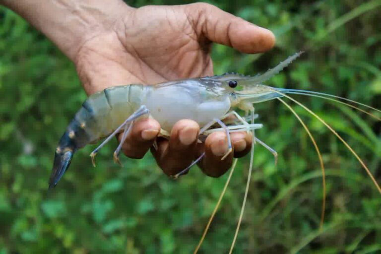 Nursery Udang Vaname: Sistem Pendederan untuk SR Lebih Tinggi