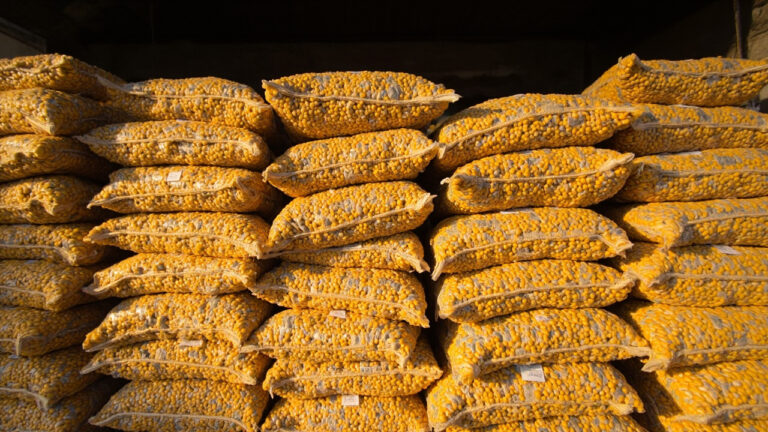 Stok dan Harga Jagung Pakan Nasional Periode 2025-2026: Data Terkini dan Implikasinya