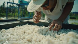 Penyebab White Feces Syndrome pada Udang Vaname